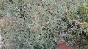 Жимолость. Как растёт