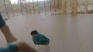 Обзор лошади шляйх и недоуздка