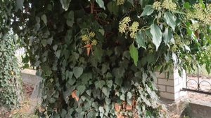 Плющ Беловежский - мощный медонос осени