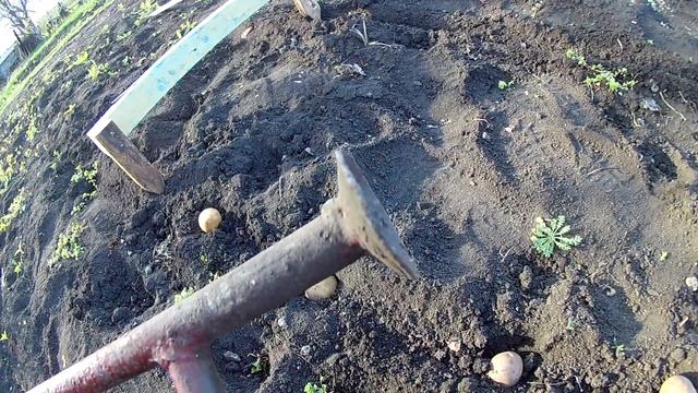Новый способ посадки картофеля в одиночку. Упрощаем посадку картофеля дачнику