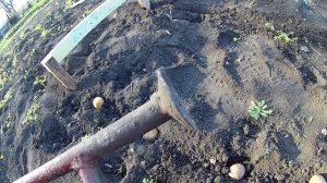 Новый способ посадки картофеля в одиночку. Упрощаем посадку картофеля дачнику