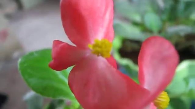 Begonia Flower смотреть онлайн