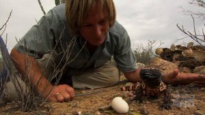 Austin Stevens - Snakemaster - Rattlers of the wild west