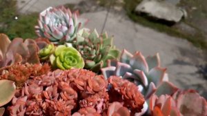 Суккуленты. Ответы на ваши вопросы. Часть 9