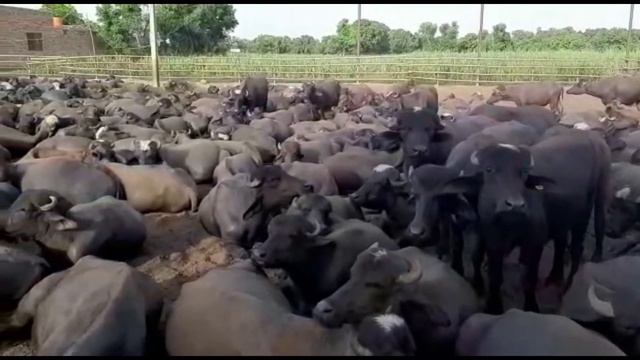 Automatic Poultry Broiler Farm || Multan Pakistan Punjab смотреть онлайн