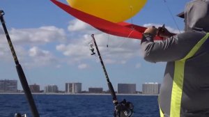 Kite Fishing Action - Florida Sports Fishing TV- Wide Open Sailfish Bite