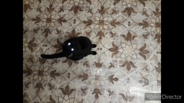 #приколскотом, #смешныекоты2020,    Коши - наши поймали мышь живую и мы с ней поиграли в догонялки