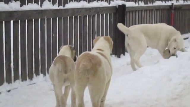 Зима 2016. Каинат играет с малышами. смотреть онлайн