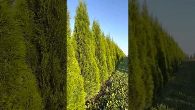 Туя зап смарагд 175/200 и 200/225 в питомнике Ярус.