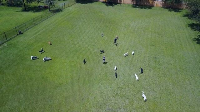 Birds-Eye View Doggy Playtime at Country Inn Pet Resort and Animal Hospital смотреть онлайн