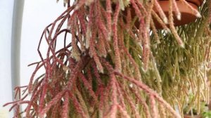 Rhipsalis pilocarpa in beautiful bloom