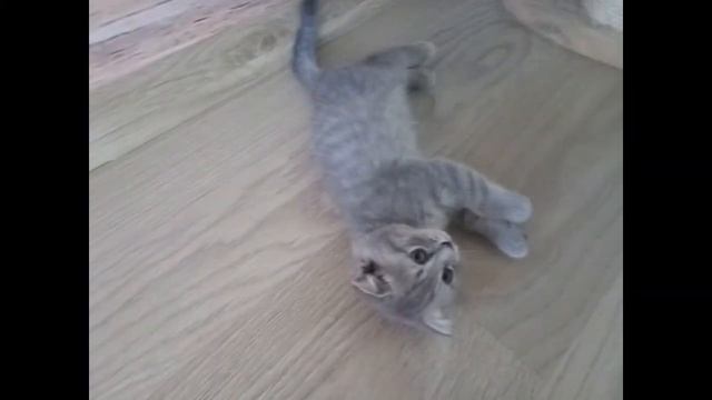 Шотландские Вислоухие и Прямоухие котята
