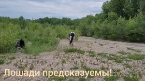 Лошади