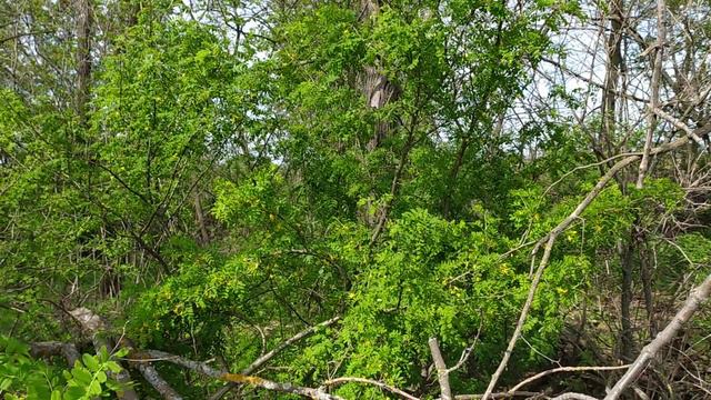 стан акації на 16 травня 2021 року смотреть онлайн