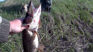 Щука сломала спиннинг!!! Кто виноват?