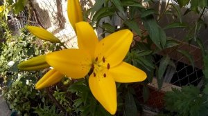 Нежные лилии желтого цвета