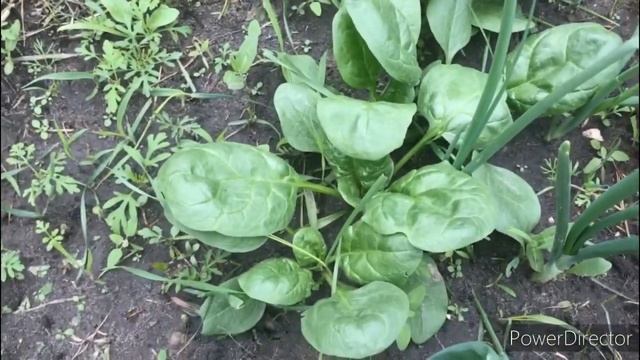 Шпинат МАТАДОР.?Сбор весеннего урожая.☀️