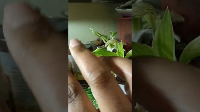 Growing a Hosta Albomarginata Indoors: Update, Day 4