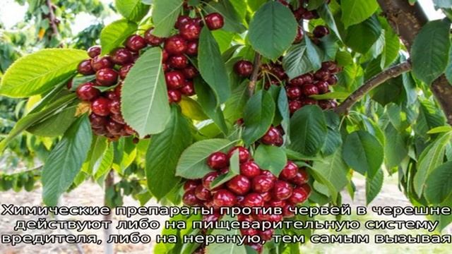 Что делать, если черешня червивая