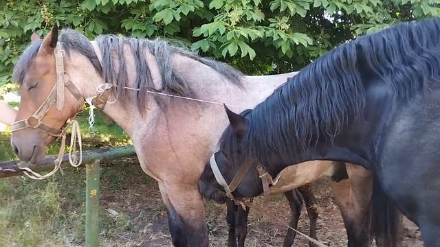 Привезли кобылу к черному жеребцу