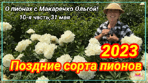 Цветение пионов 31 мая 2023 года / Сад Ворошиловой