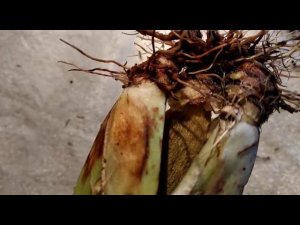 Похороны мильтоши... или прощание с мильтониопсисом ...