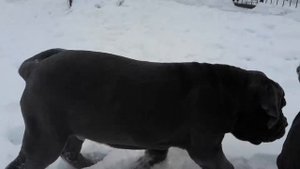 Мастино 3 мес