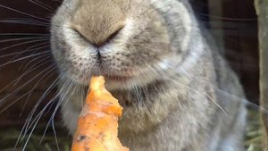 Кролики едят крупным планом