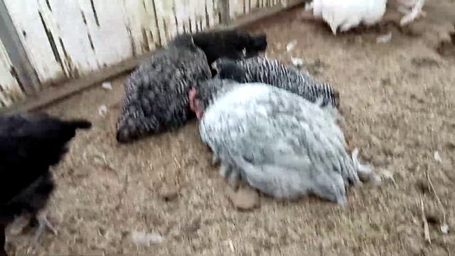 Возвращение кур Мехеленской кукушки в семью. смотреть онлайн