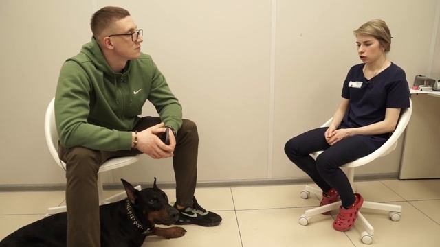 Сухой корм или натуралка | ЧЕМ КОРМИТЬ СОБАКУ