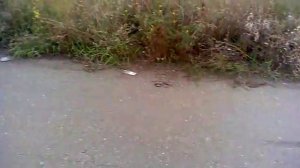 Dragon на мото днепр-11 (тяжелый мото)