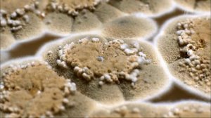 Чем опасны кружки-непроливайки и резиновые игрушки...анной. Здоровье. Фрагмент выпуска от 02.10.2016