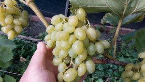 ЛУЧШИЕ СОРТА ВИНОГРАДА для ПОДМОСКОВЬЯ. ВИНОГРАД ГАЮГА.
