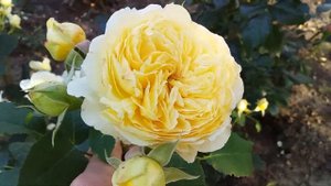 Розы продолжают цветение, стойкие сорта роз , которые выдержали ливень????????