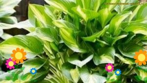 Хоста гибридная Брод Стрит. Краткий обзор, описание характеристик hosta hybrida Broad Street