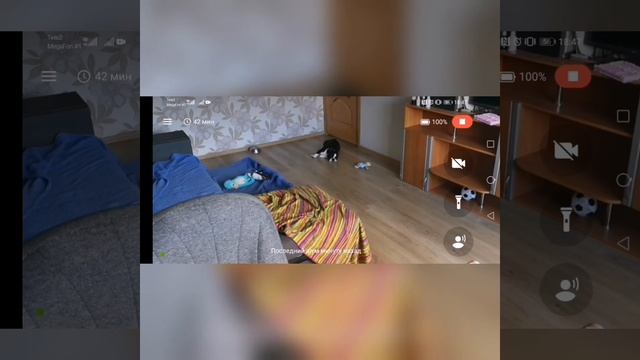 Тайная жизнь домашнего питомца/ Скрытая камера за французским бульдогом смотреть онлайн