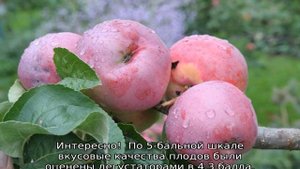 Яблоня Подарок Графскому