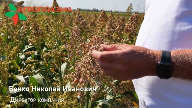 САМБА - самый известный сорт зернового сорго смотреть онлайн