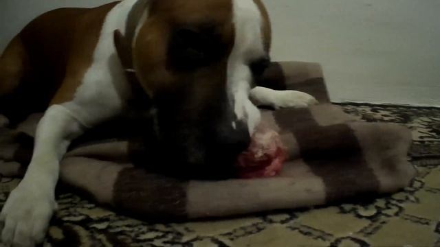 ПОЧЕМУ Я КОРМЛЮ СТАФФОРДА СМЕШАННО\\АМСТАФФ ЕСТ СЫРОЕ МЯСО смотреть онлайн