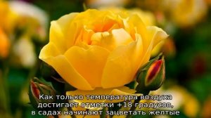 Желтые садовые цветы
