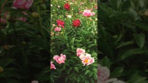 Мне очень  хорошо быть рядом с тобой .Поет . Жанна Агузарова .