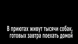 Собачья Жизнь   Наш ответ Кобзону