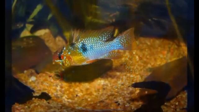 Микрогеофагус рамирези, Апистограмма-бабочка (Mikrogeophagus ramirezi) смотреть онлайн