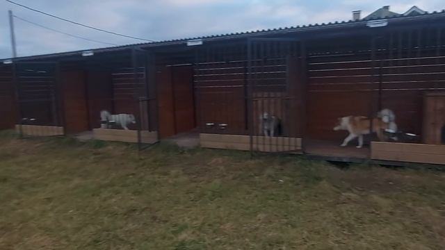 Вкусняшки на свадьбе самое то смотреть онлайн