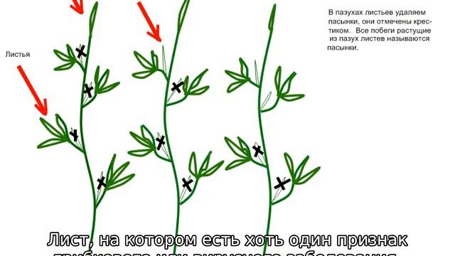 Как обрезать помидоры смотреть онлайн