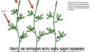 Как обрезать помидоры