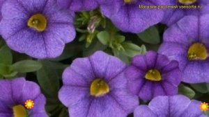 Калибрахоа Калита Спешиал Скай Блю. Краткий обзор, описание характеристик Calita Special Sky Blue