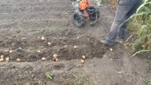 Уборка картошки 2021. Мотоблок ЗУБР. Новая суперкопалка