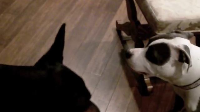 Doberman, Pitbull & Min Pin playing смотреть онлайн