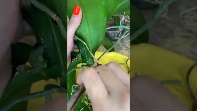 OH Happy Girl смотреть онлайн